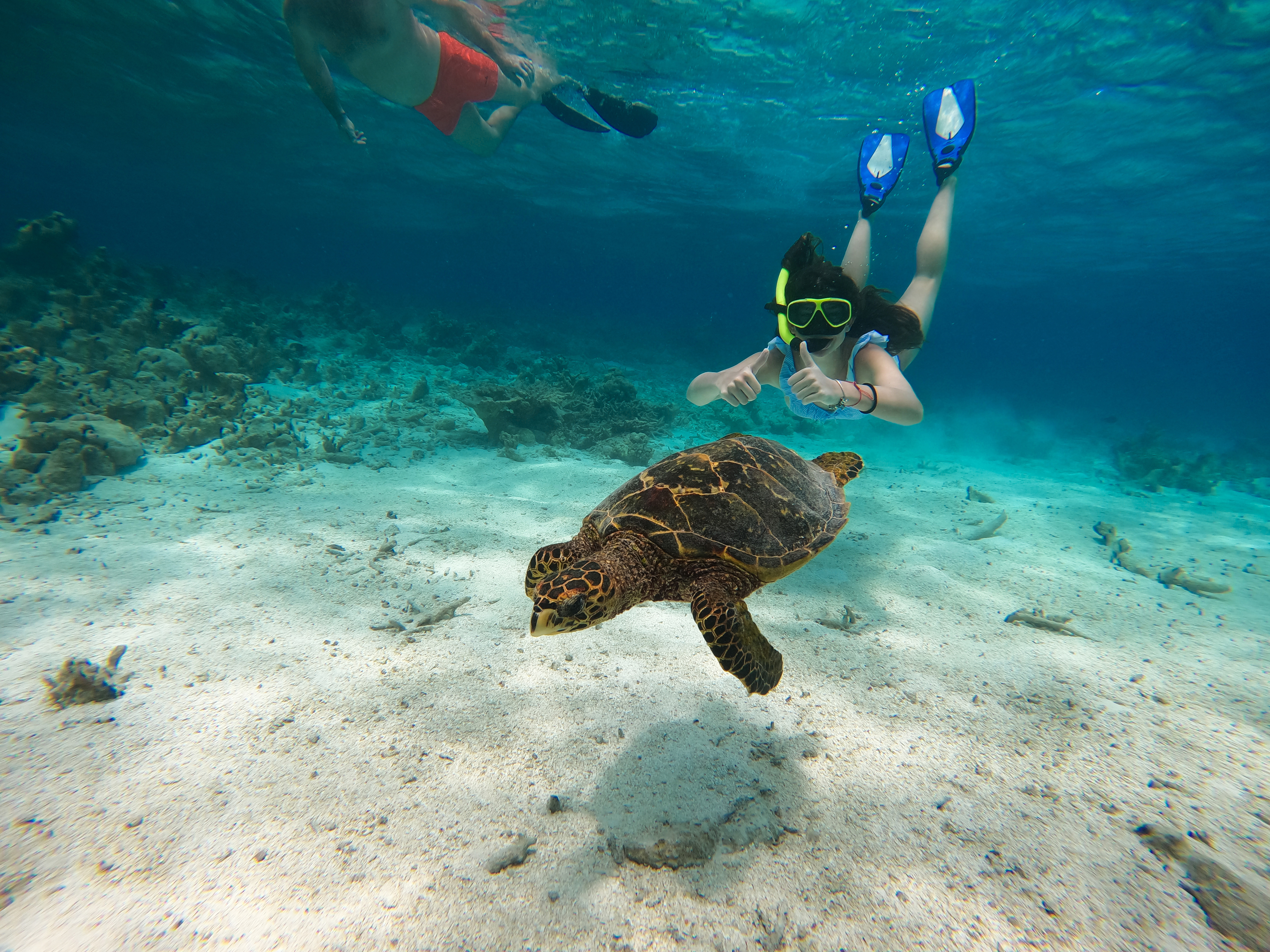Maafushi Excursions Kaani Tours Whale Sharks More
